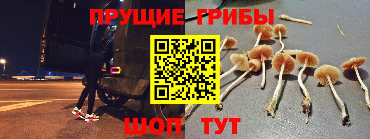 цены наркотик  Псилоцибиновые грибы GOLDEN TEACHER  Вход с VPN  Кстово 